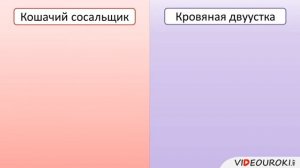 Паразитические плоские черви