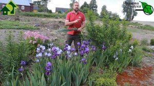 ЧЕСНОК без пероноспороза КРУПНЫЙ и СОЧНЫЙ, БЕЗ ГНИЛИ. ПОДКОРМИТЕ ТАК и УБЕДИТЕСЬ! ВСЁ ДЕЛО В...