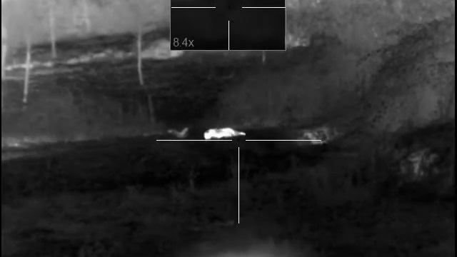 Espera javali Pulsar XQ38 vs hog смотреть онлайн