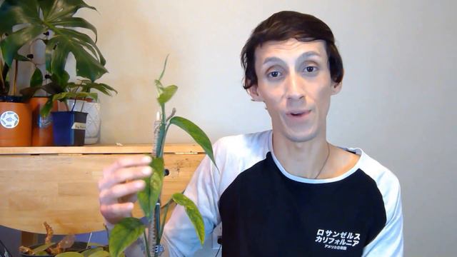 Top 10 Favorites Monstera, Philodendron, Hoya + More смотреть онлайн