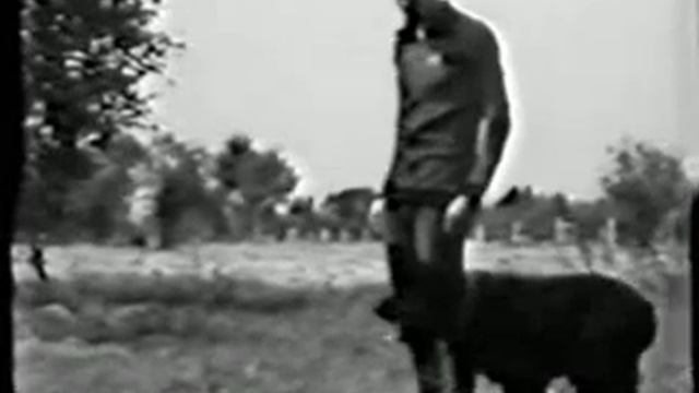 Русский Черный Терьер - начало. смотреть онлайн