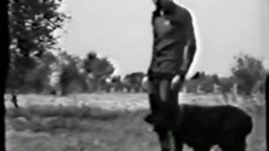 Русский Черный Терьер - начало.