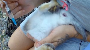 Вакцинация крольчат в 45 дней.Как вакцинировать крольчат.