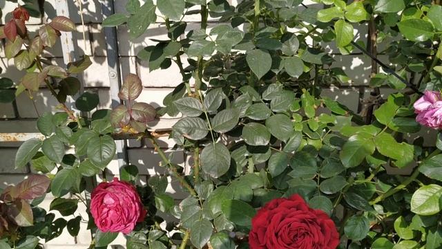 Роза четырех ветров смотреть онлайн