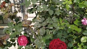 Роза четырех ветров