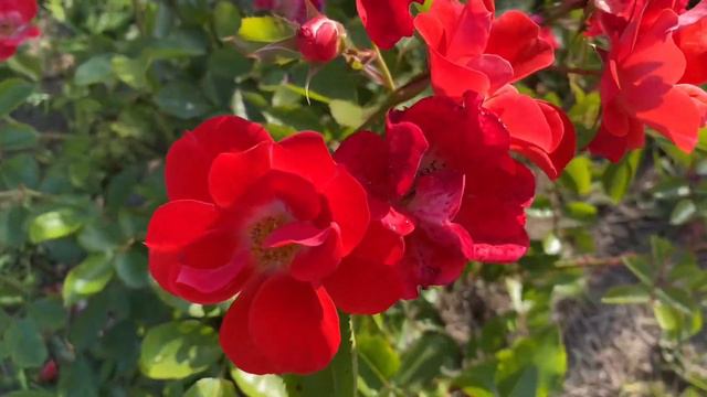 Paso Doble is very vivid and bright orange-carrot (orange red) floribunda rose смотреть онлайн