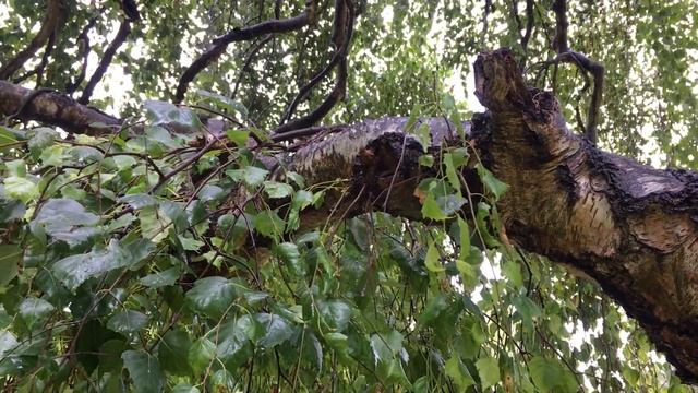Weeping birch (Betula pendula 'Youngii') - branch & leaves - July 2018 смотреть онлайн