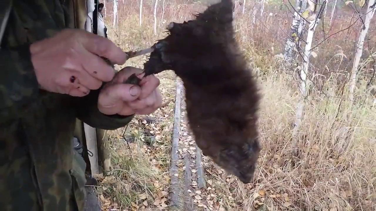 Охота без цензуры.. день второй "Разделка ондатры" 18+ смотреть онлайн