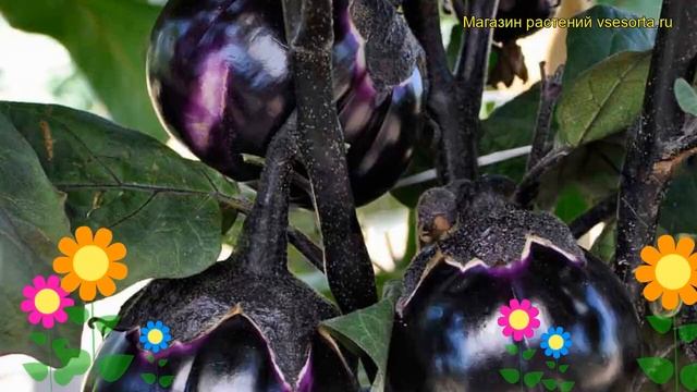 Баклажан обыкновенный Трюфель. Краткий обзор, описание характеристик, где купить саженцы Triufel смотреть онлайн