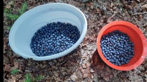 где собирать чернику