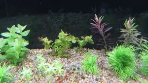 Сколько лить удобрений в аквариум.