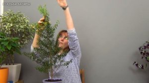 Мирт. Посадка и уход.