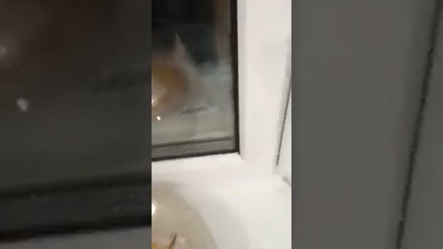 Почему "плачут" пластиковые окна. Реальный эксперимент смотреть онлайн