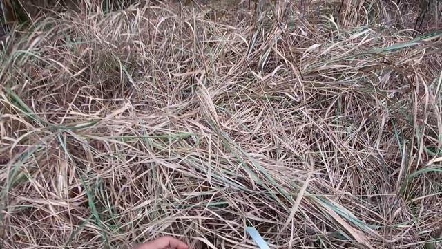 СБОР ГРИБОВ:СЬЕДОБНЫЕ ГРИБЫ/ТИХАЯ ОХОТА/МАСЛЯТА/ПОДОСИНОВИК/ОСЕННИЕ ГРИБЫ/С ЖЕНОЙ ПО ГРИБЫ смотреть онлайн