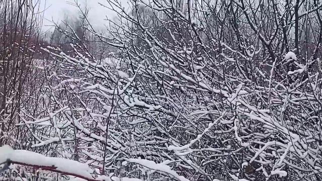 Нашел в зарослях заброшенные дачи, времен СССР, одному идти было жутко. смотреть онлайн