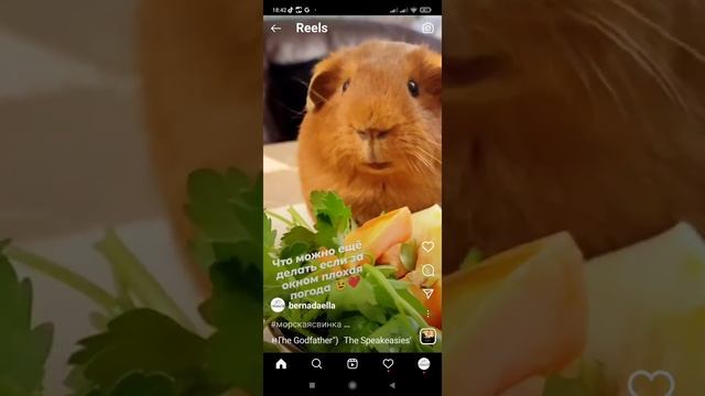 морские свинки Английский селф смотреть онлайн