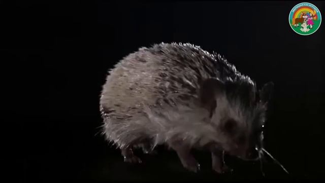Ушастый ёжик замедленная съемка смотреть онлайн