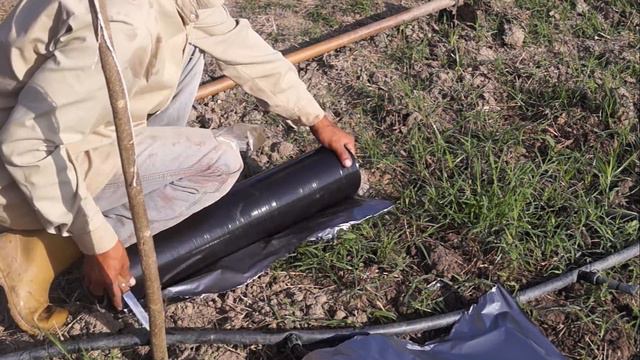 Colocacion del Acolchado Plastico Para Pequeñas Parcelas смотреть онлайн