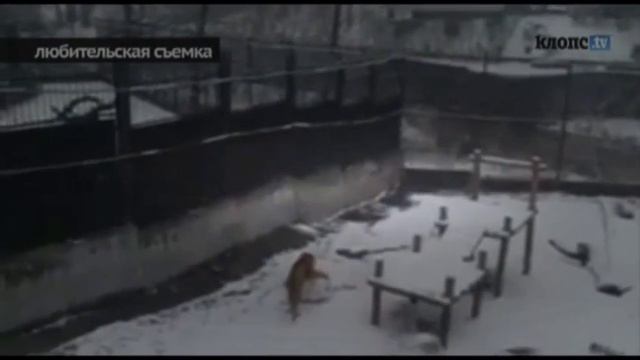 In Russian Zoo a tiger learned to make snowballs смотреть онлайн