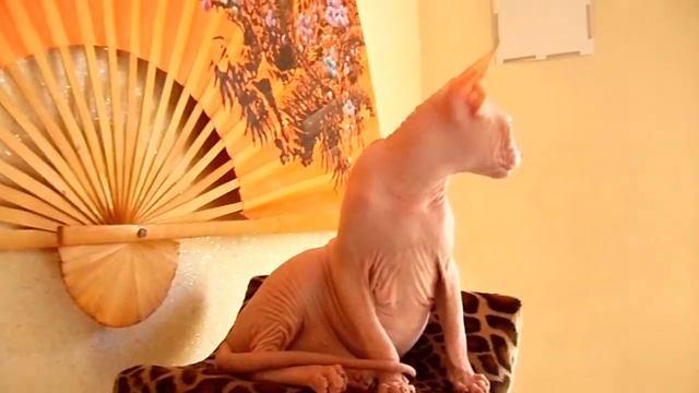 Клубные котята канадские сфинксы смотреть онлайн