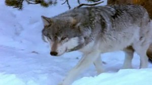 Стас Шклярский (Инкогнито) - Волчья