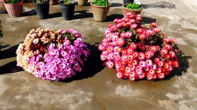 耐寒、花期长的小多肉。Jewel of Desert Garnet Ice Plant. 【沙拉养花】 смотреть онлайн