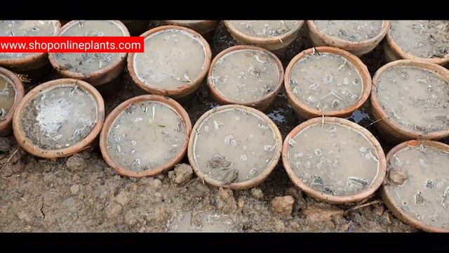 How to Grow and care Gazania plants from seedling || Care Gazania flower plants смотреть онлайн