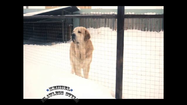 Лучшая порода собак для охраны частного дома. испанские мастифы. питомник испанских мастифов смотреть онлайн