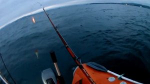 Ловлю кальмар, на против Золотарей. Охота и рыбалка на Дальнем Востоке.