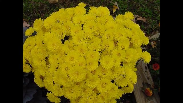 КОЛЕОСТЕФУС  (COLEOSTEPHUS)  сем. Сложноцветные