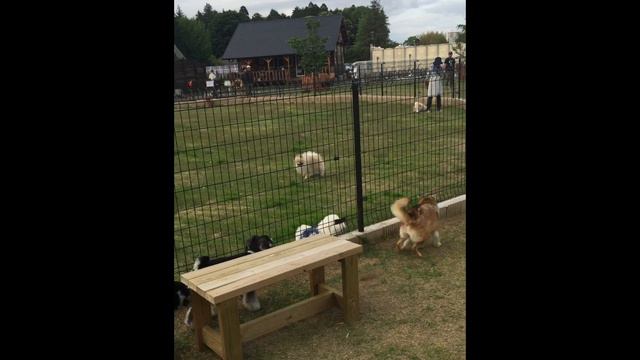 ShibaInu standing on his feet at his first dog park смотреть онлайн