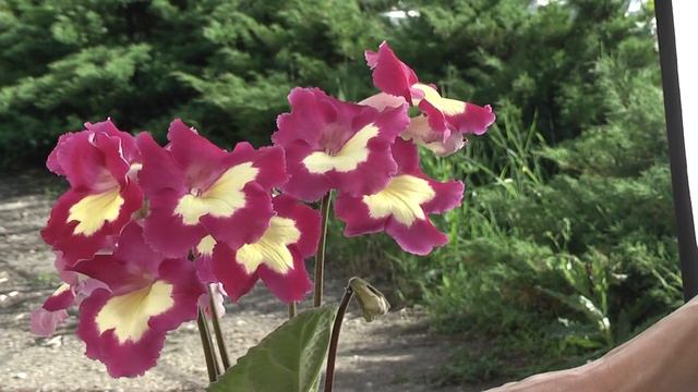 Стрептокарпус DS-Золотой Ключик смотреть онлайн