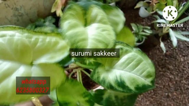 Online aglonima plants at affordable prize.All india safe delivery. @surumisakkeer2010. смотреть онлайн