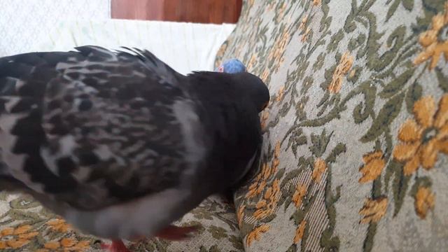 Непростые отношения одной странной голубиной пары смотреть онлайн