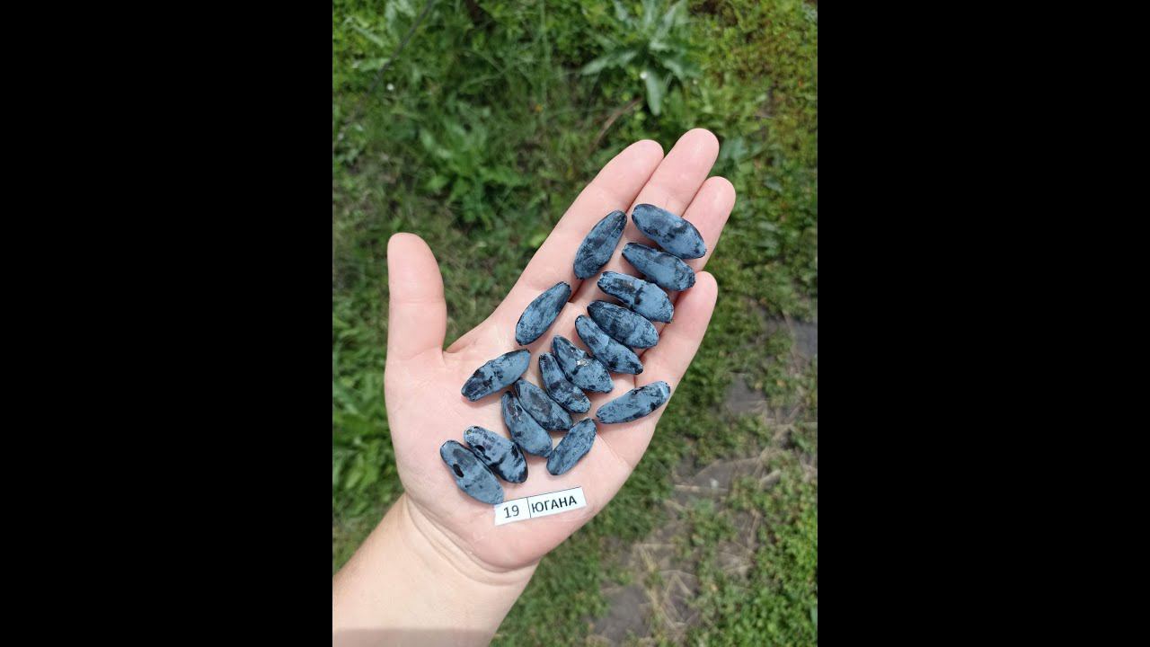 ЮГАНА сорт жимолости со сладкой ягодой смотреть онлайн