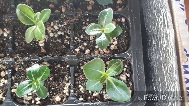 Мои цветочки в начале марта. смотреть онлайн
