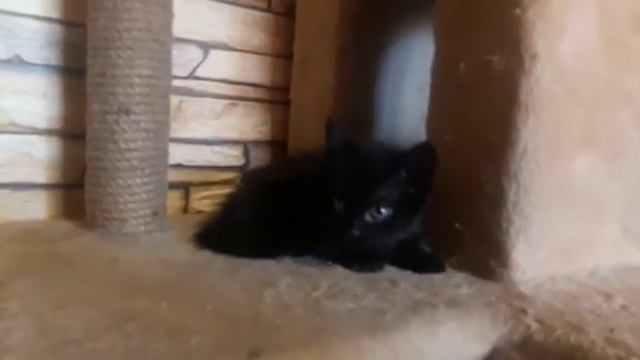 Манчкины смотреть онлайн