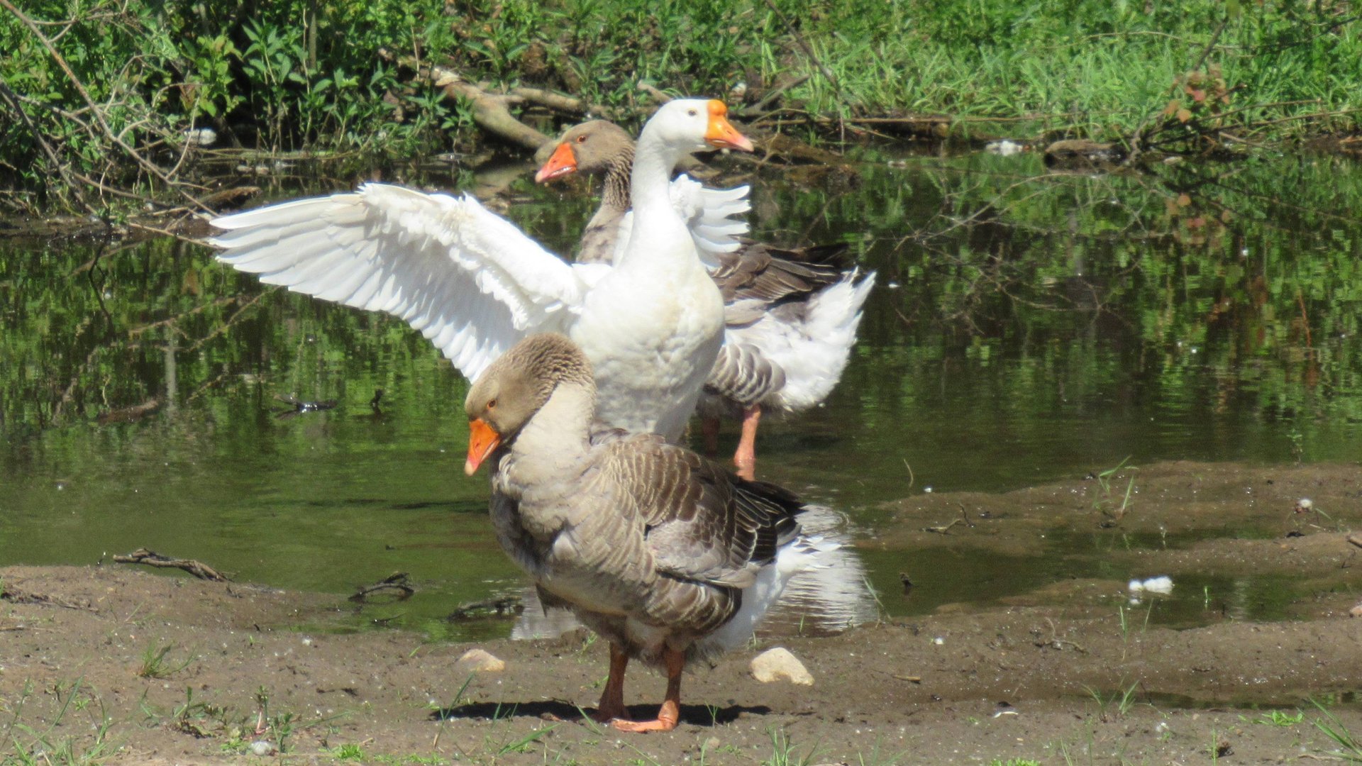 Гуси принимают водные процедуры смотреть онлайн