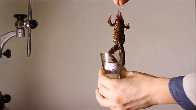 Опыт И. М.  Сеченова: 