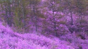 Наш багульник