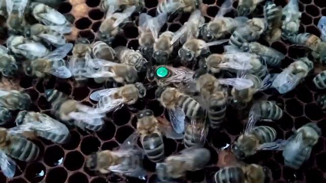 Контроль подсадки пчеломатки из Германии Карника Тройзек 1075 смотреть онлайн