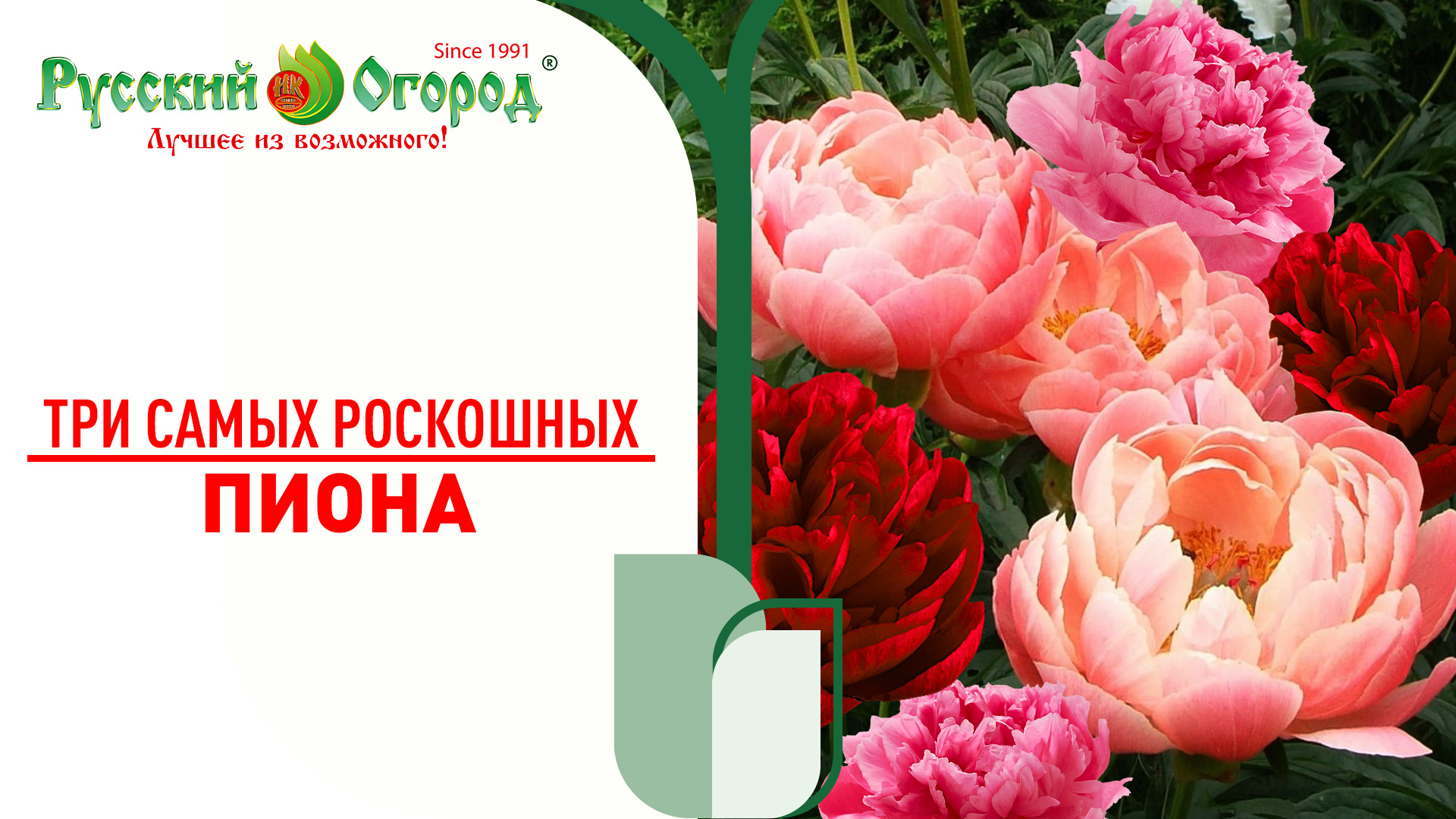 #ПИОН - обзор самых редких, коллекционных сортов. Самые ранние #сорта - самое ранее #цветение. смотреть онлайн