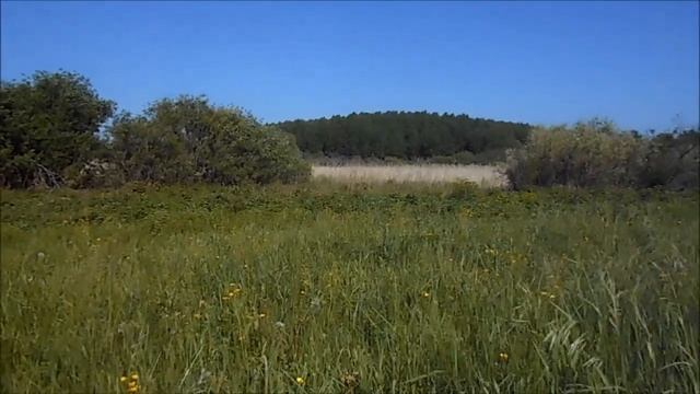 собираем щавель на лугу для пирога смотреть онлайн