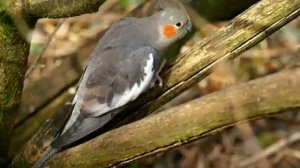 Веселое пение корелл