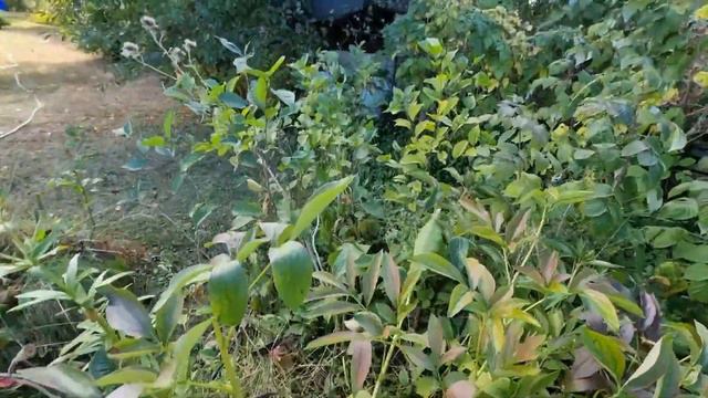 Посадка клубники по целине #361 смотреть онлайн