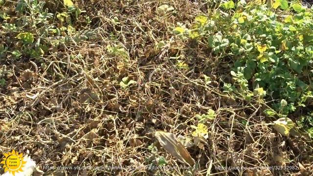 Фасоль сорта Армянская Красная. смотреть онлайн