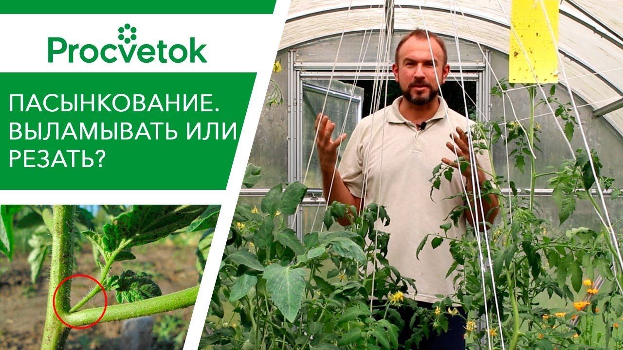Правильное пасынкование томатов. Пасынки помидоров вырезать или выламывать? смотреть онлайн