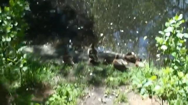 Запущенное старинное лесное имение..... смотреть онлайн
