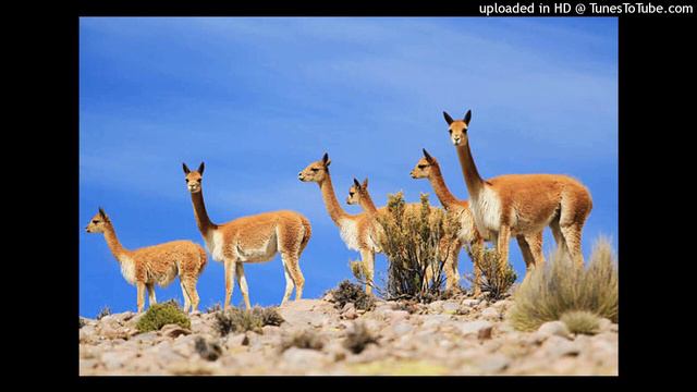 Mi vicuñita humahuaqueño ojos azules - Mare Maren смотреть онлайн