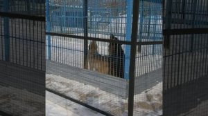 В нашем Барнаульском зоопарке волки воют